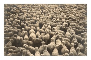 big-flock-of-sheep